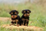 YORKSHIRE TERRIER 582